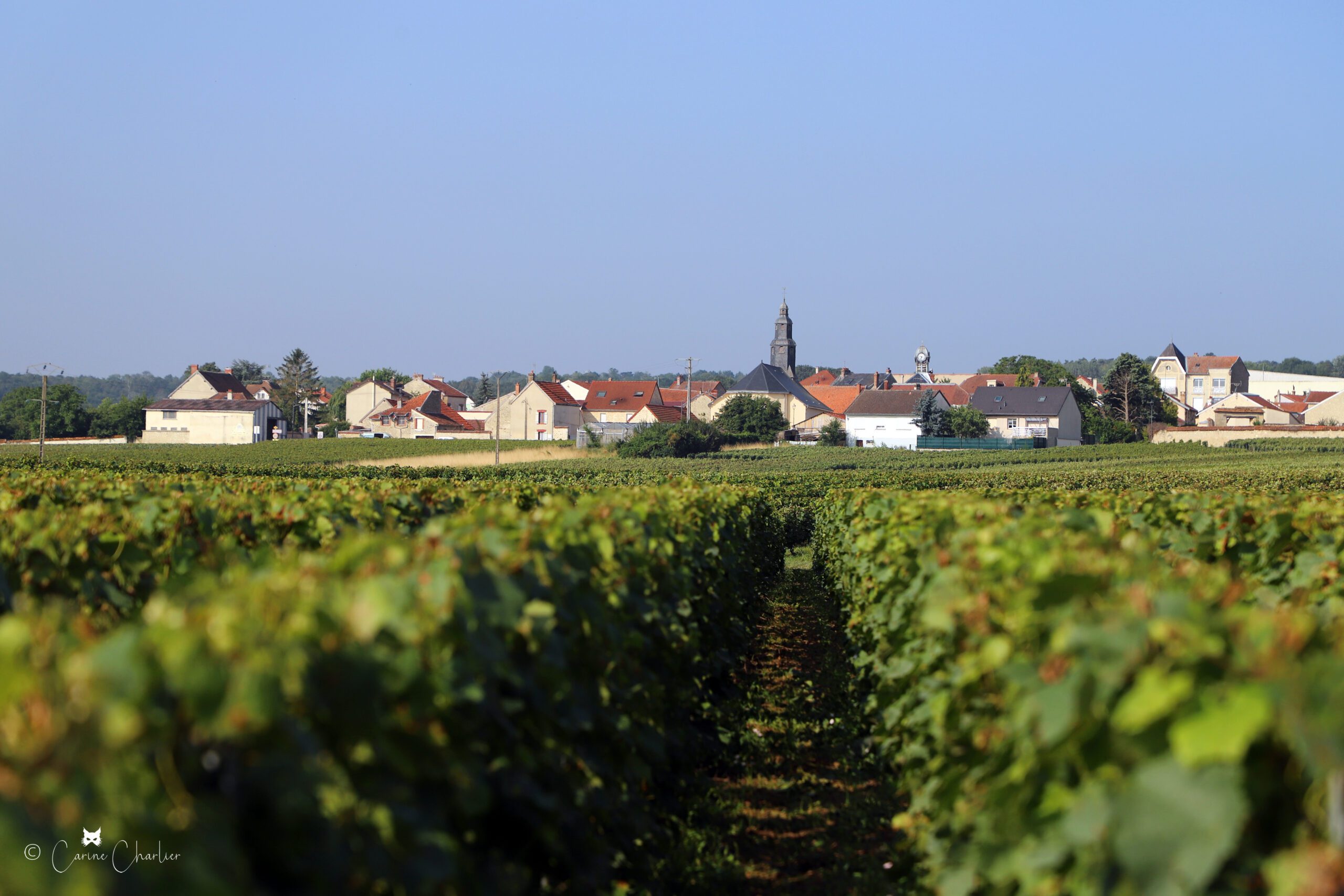 village pouillon vigne domaine